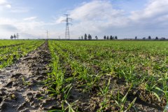 Pszenica ozima Rivero z zaprawą Systiva - 18.11.2017