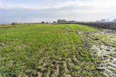 Pszenica ozima Rivero z zaprawą Systiva - 18.11.2017