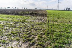 Pszenica ozima Rivero z zaprawą Systiva - 18.11.2017