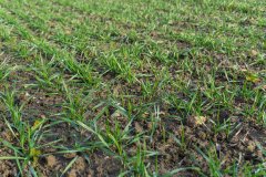 Pszenica ozima Rivero z zaprawą Systiva - 18.11.2017