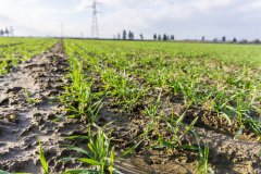 Pszenica ozima Rivero z zaprawą Systiva - 18.11.2017