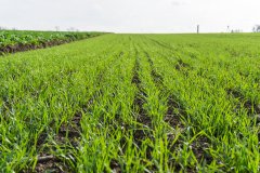 Pszenica ozima Rotax - 04.11.2017