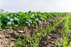 Pszenica ozima Rotax - 04.11.2017