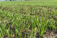 Pszenica ozima Rotax - 04.11.2017