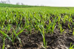 Pszenica ozima Rotax - 04.11.2017