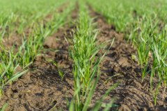 Pszenica ozima Rotax - 04.11.2017