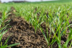 Pszenica ozima Rotax - 04.11.2017