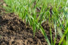 Pszenica ozima Rotax - 04.11.2017