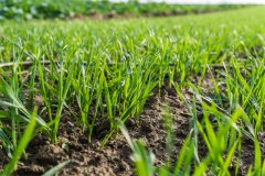 Pszenica ozima Rotax - 04.11.2017