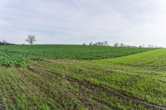 Pszenica ozima Rotax - 04.11.2017