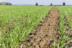 Pszenica ozima Rotax - 04.11.2017