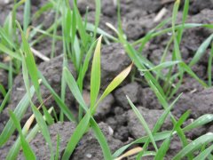 Pszenżyto ozime Gringo