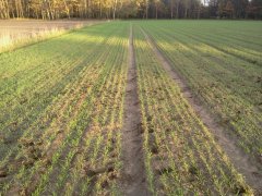 Pszenżyto Ozime Gringo