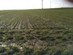 Pszenżyto ozime Meloman