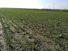 Pszenżyto ozime Preludio