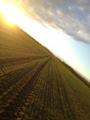 Pszenżyto ozime Rotondo