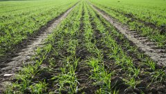 Pszenżyto ozime Rotondo