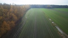 Pszenżyto ozime Rotondo