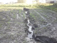 Pszenżyto po jesiennych deszczach