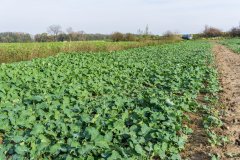 Rzepak ozimy Atora F1- 04.11.2017