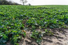 Rzepak ozimy Atora F1 - 04.11.2017