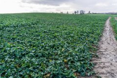 Rzepak ozimy Atora F1 - 18.11.2017