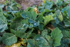 Rzepak ozimy Atora F1 - 18.11.2017