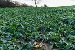 Rzepak ozimy Atora F1 - 18.11.2017