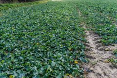 Rzepak ozimy Atora F1 - 18.11.2017