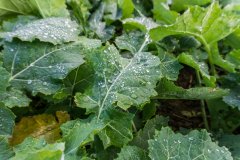 Rzepak ozimy Atora F1 - 18.11.2017