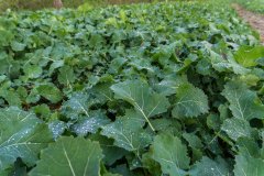 Rzepak ozimy Atora F1 - 18.11.2017