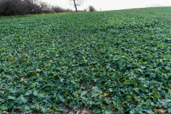 Rzepak ozimy Atora F1 - 18.11.2017