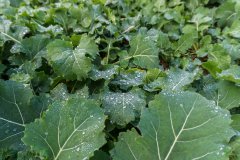 Rzepak ozimy Atora F1 - 18.11.2017