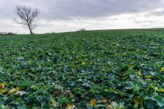 Rzepak ozimy Atora F1 - 18.11.2017