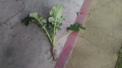 Rzepak ozimy Chrobry