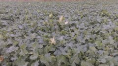 Rzepak ozimy Chrobry