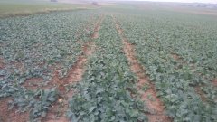 Rzepak ozimy NK technic