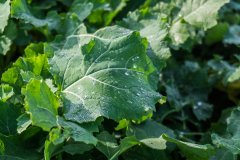 Rzepak ozimy Atora F1 - 04.11.2017