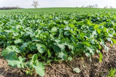 Rzepak ozimy Atora F1- 04.11.2017