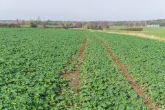 Rzepak ozimy Phoenix CL - 04.11.2017