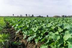 Rzepak ozimy Phoenix CL - 04.11.2017