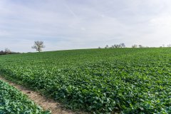 Rzepak ozimy Atora - 04.11.2017