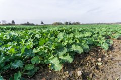 Rzepak ozimy Phoenix CL - 04.11.2017