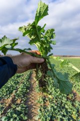 Rzepak ozimy Phoenix CL - 18.11.2017