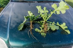 Rzepak ozimy Phoenix CL - 18.11.2017