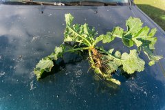 Rzepak ozimy Phoenix CL - 18.11.2017