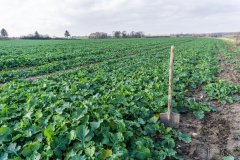 Rzepak ozimy Phoenix CL - 18.11.2017