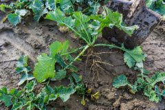 Rzepak ozimy Phoenix CL - 18.11.2017