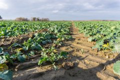 Rzepak ozimy Phoenix CL - 18.11.2017