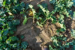 Rzepak ozimy Phoenix CL - 18.11.2017